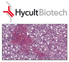 Hycult Biotech – Inhibitory Anti-Mouse MPO Antibody Cocktail image with logo